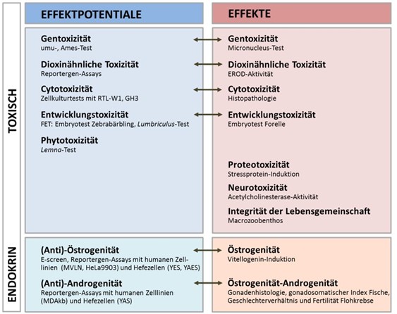 Methodenpalette, mit der der Erfolg der vierten Reinigungsstufe in einer Kläranlage für das Ökosystem im angeschlossenen Vorfluter nachgewiesen wurde. Mit Labortests wurden in Umweltproben (Abwasser, Oberflächenwasser, Sediment) Effektpotentiale mit unterschiedlichen Wirkendpunkten untersucht. Gleichzeitig wurden tatsächliche Schadstoffwirkungen, die z.T. ähnliche Wirkmechanismen von Spurenstoffgruppen anzeigen, an im Ökosystem exponierten Organismen (Fische, wirbellose Tiere) gezeigt. Die Methodenpalette umfasst toxische (z.B. gentoxische, phytotoxische oder entwicklungstoxische) und endokrine (z.B. östrogene) Endpunkte. 
