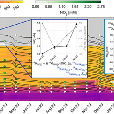 during Nitrogen Transformations 
