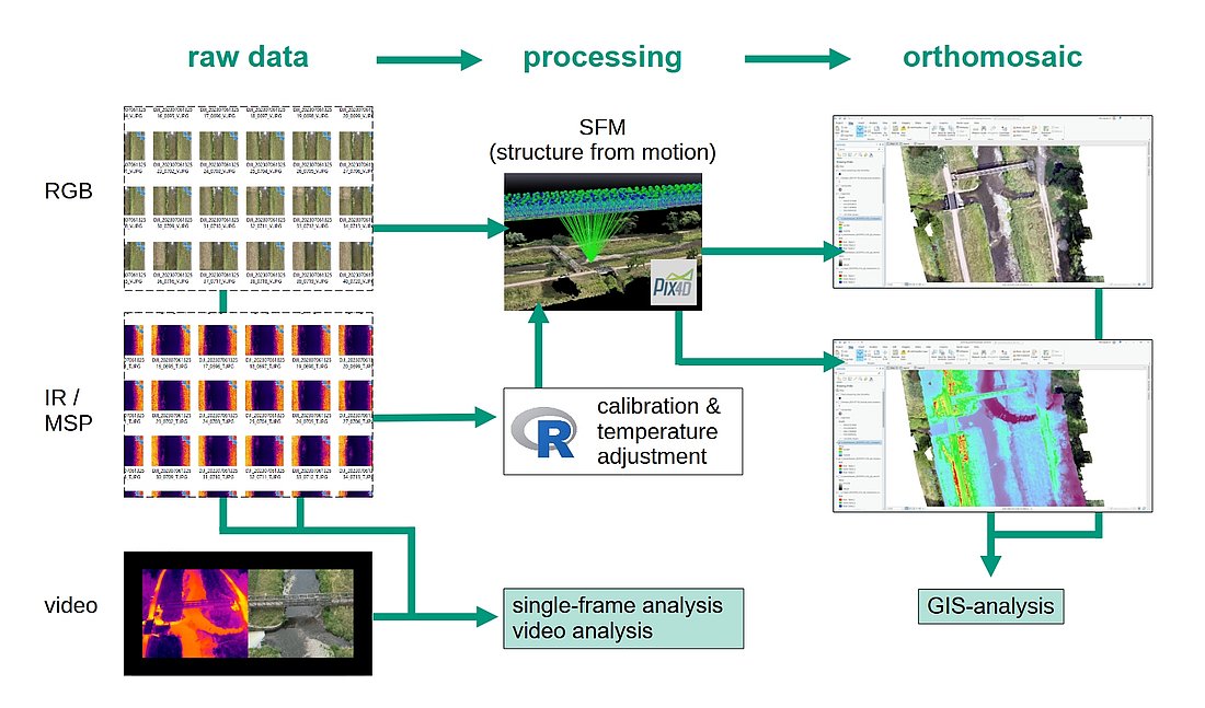 Flowchart of the processing steps leading from raw data (RGB or IR images, or video sequences) to a GIS analysis. IR data must first be calibrated and temperature-corrected using an R script before they can be orthorectified alongside the RGB data. The resulting orthomosaics can then be analyzed using standard GIS applications.