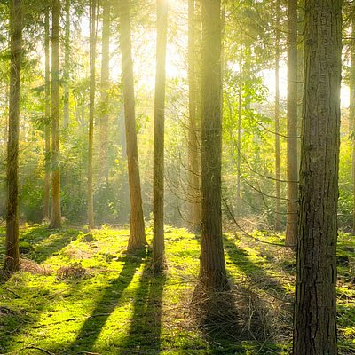 für den hessischen Kommunal- und Privatwald